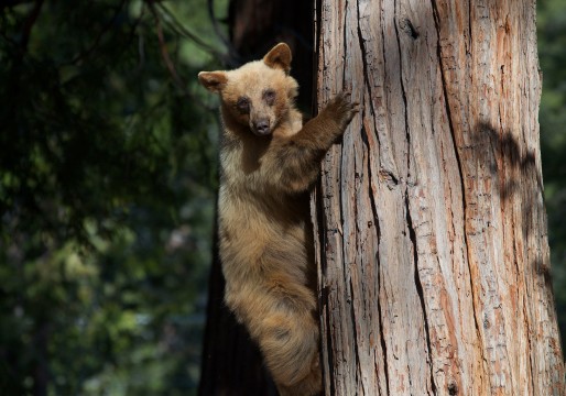 Cinnamon Cub, Tahoma